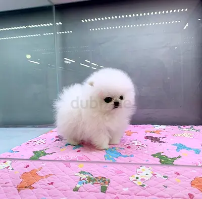 White Pomeranian Puppy - very fluffy, and Healthy