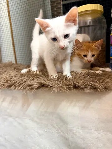 Kittens and Female Neutered Cat for Adoption