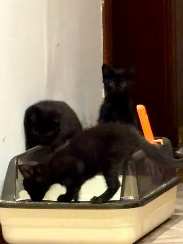 Five little ones looking for loving homes! 🖤🤍