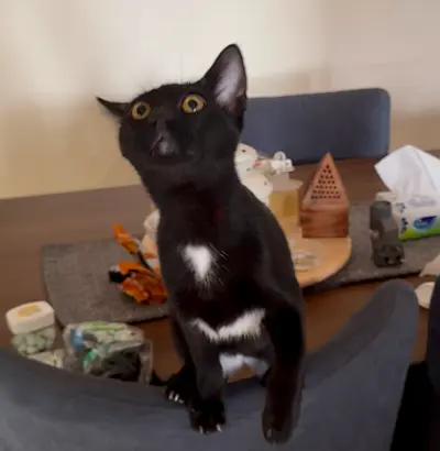 Young black kitten with white markings available for adoption