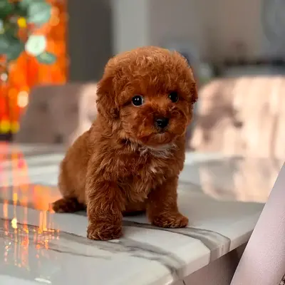 Poodle Puppies Ready for Loving Homes