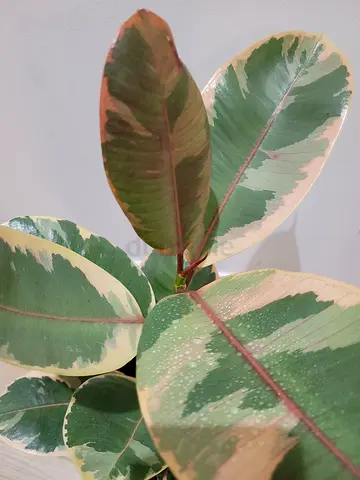 Variegated Rubber Plant - Indoor Plant