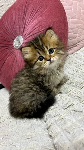 Cute Siberian female kitten looking for a new home