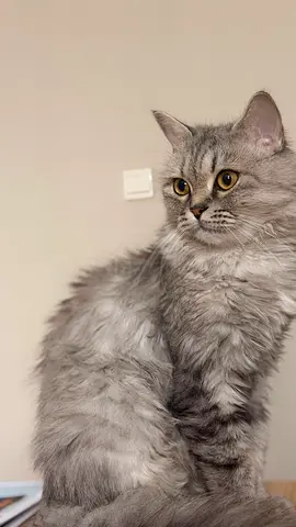 Friendly long-haired silver tabby cat available for rehoming
