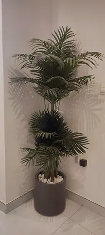Palm Plant with Grey Pot & White Decorative Stone - Excellent Condition