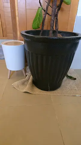 Pot and plant