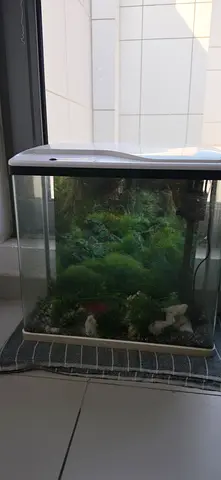 Used 40L Glass Aquarium with Hood and Filter - Ready to Move