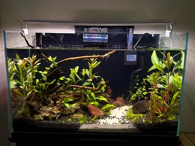 Natural Planted Aquarium – Filter & LED Light Included Beautiful aquarium with live plants