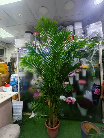 Areca Palm Plant 2m+ | Premium Indoor Tropical Plant | Natural Green Décor for Home & Office