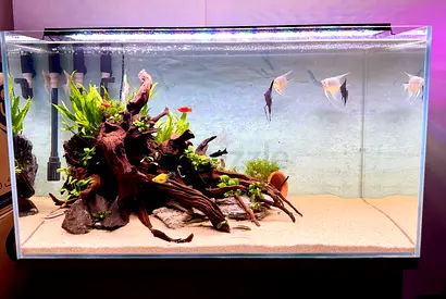 90 planted aquarium with driftwood, plants, — ready setup