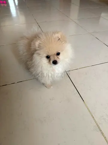Beautiful Pomeranian puppies