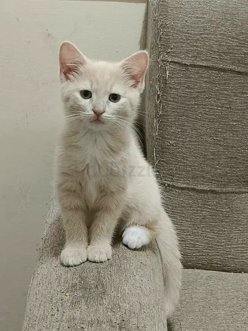 Looking for a Safe & Loving Forever Home for Sweet Toffee
