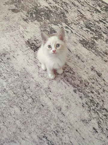 Pure Ragdoll Kittens