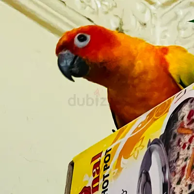 sun conure