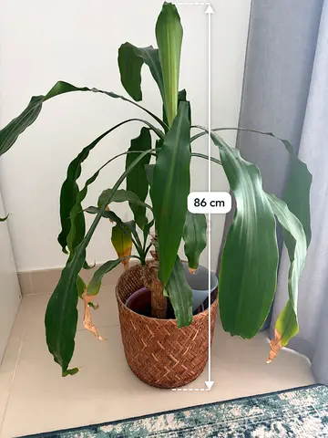 House plant in basket