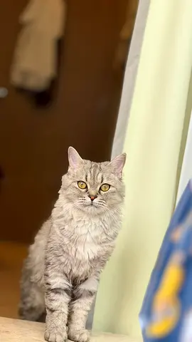 Free persian cat
