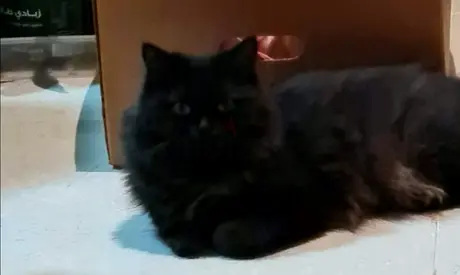 Cat for free adoption