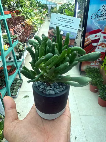 Holland Ogre Ear Succulent in Modern Two-Tone Pot (10-15 cm) | Indoor Plant UAE