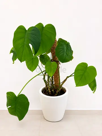 Indoor Plant (Monstera Deliciosa)