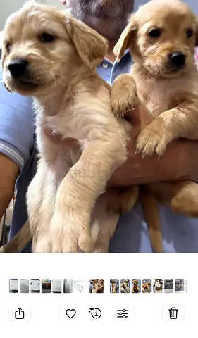 Pets