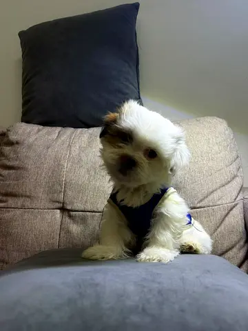 Small fluffy puppy available — friendly Maltese mix