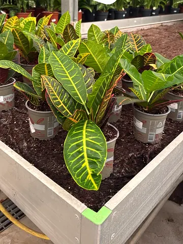 Croton Indoor Plant