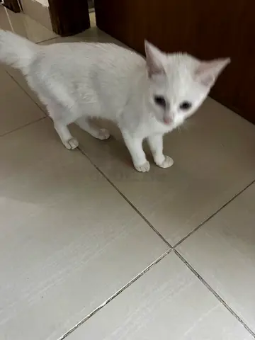 Cat for adoption