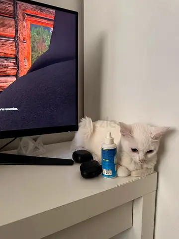Cat for adoption