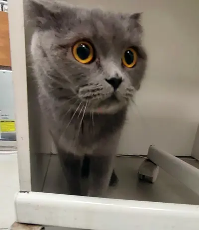 Very social Female cat, scotish fold, 1 year old, spayed and vaccinated