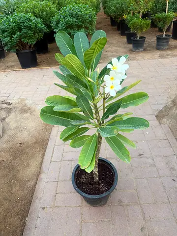 Plumeria White – Frangipani Flowering Plant – Healthy & Ready for Planting – UAE Nursery