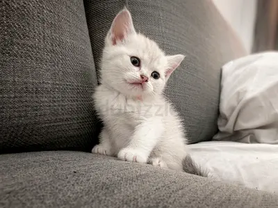 Young cream-white British short hair kitten available for adoption — friendly and playful