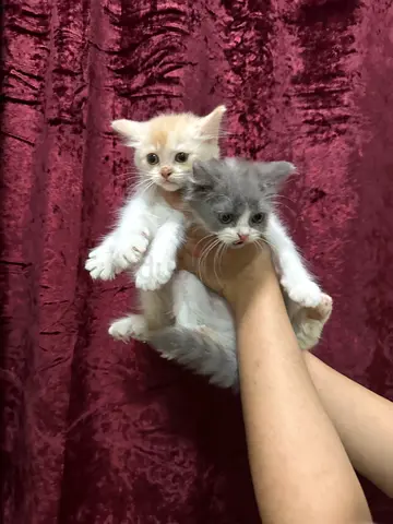 Persian kitten eight weeks, old male female
