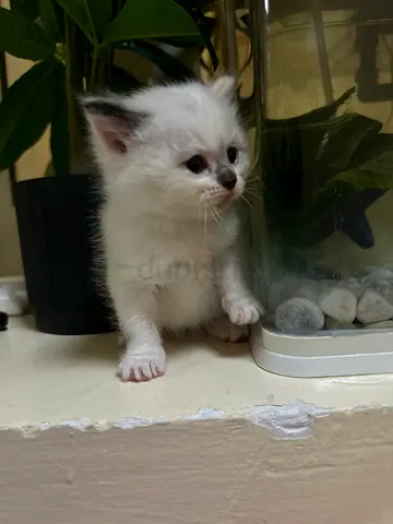 Young white kitten available for adoption — friendly and playfu