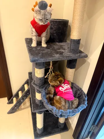 Free bonded pair: 1.8 months old British Shorthair & Female Scottish Fold - Must be adopted together