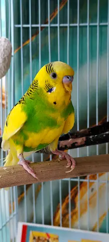 Friendly yellow-green budgie pair (parakeet) — healthy and tame
