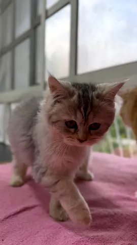 Young silver tabby kitten — friendly indoor pet