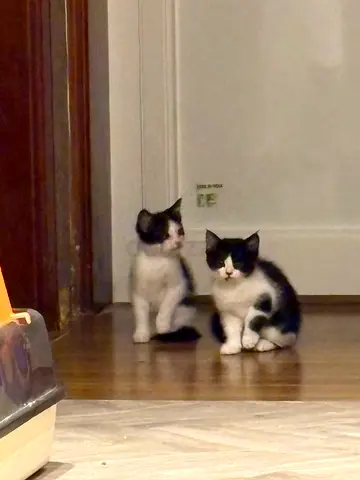 Free kitten adoption