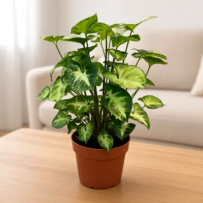 Syngonium Pixie Arrowhead Plant – Live Indoor Plant, approx. 30 cm Tall, in Terracotta PotSyngonium
