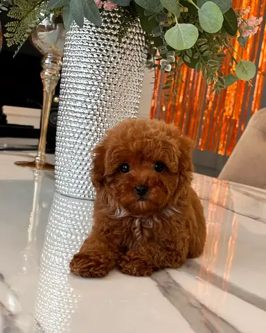 Healthy Poodle Puppies – Loving, Intelligent & Family Friendly