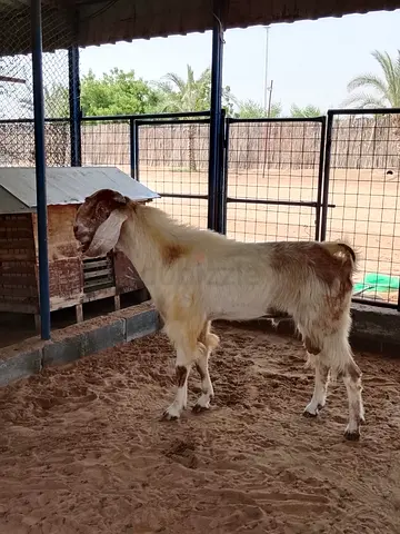 male goat available