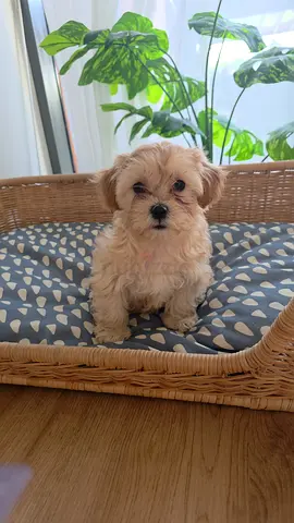 Puppies