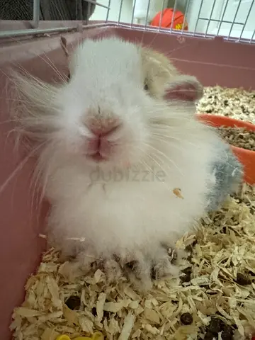 Fluffy white baby rabbit available for adoption not selling
