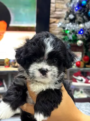 Cutie puppies,  friendly & playful is ready for a new home