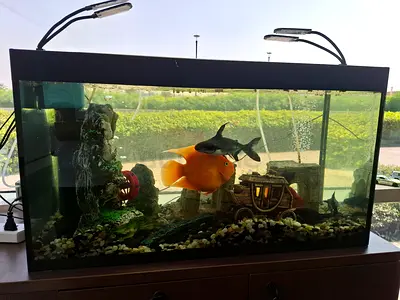 Aquarium with Fish, 2 Large Filters & UV | Complete Setup