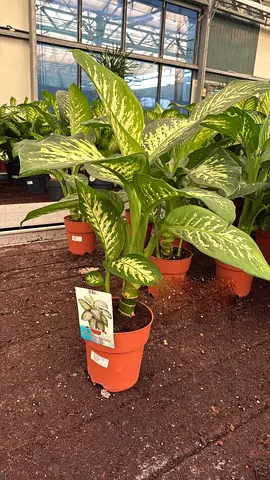 Dieffenbachia 70cm Indoor Plant