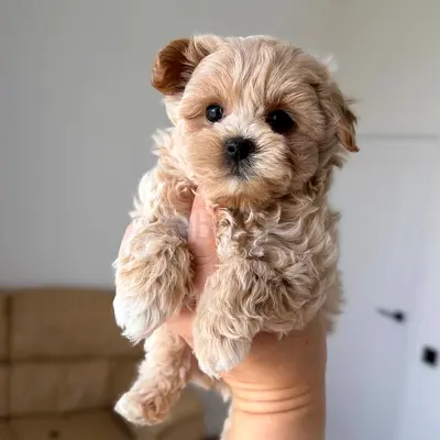 Tiny fluffy Maltipoo puppy — 10 weeks, ready for a loving home