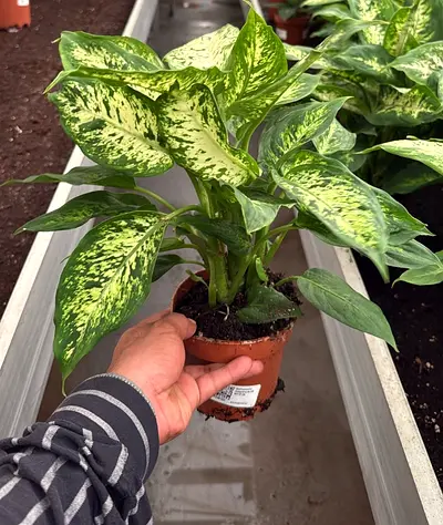 Dieffenbachia Indoor Plant