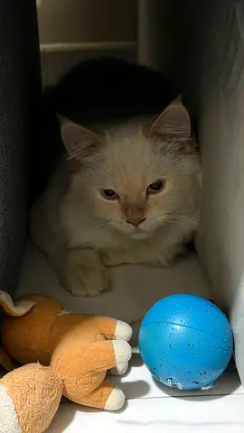Lost Cat Found - Al Majaz 2