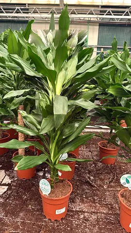 Dracaena Janet Craig 90cm (2 Stems) Indoor Plant