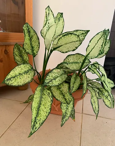 Indoor plant Aglaonema in DiMartino pot (Made in Italy)